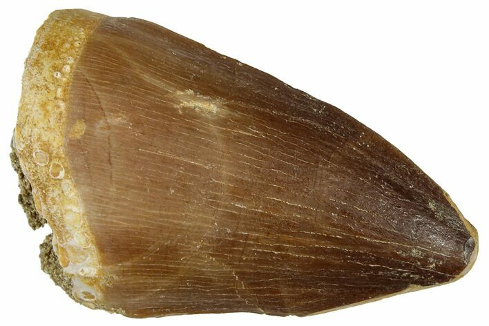 Fossil Mosasaur (Prognathodon) Tooth - Morocco #322659